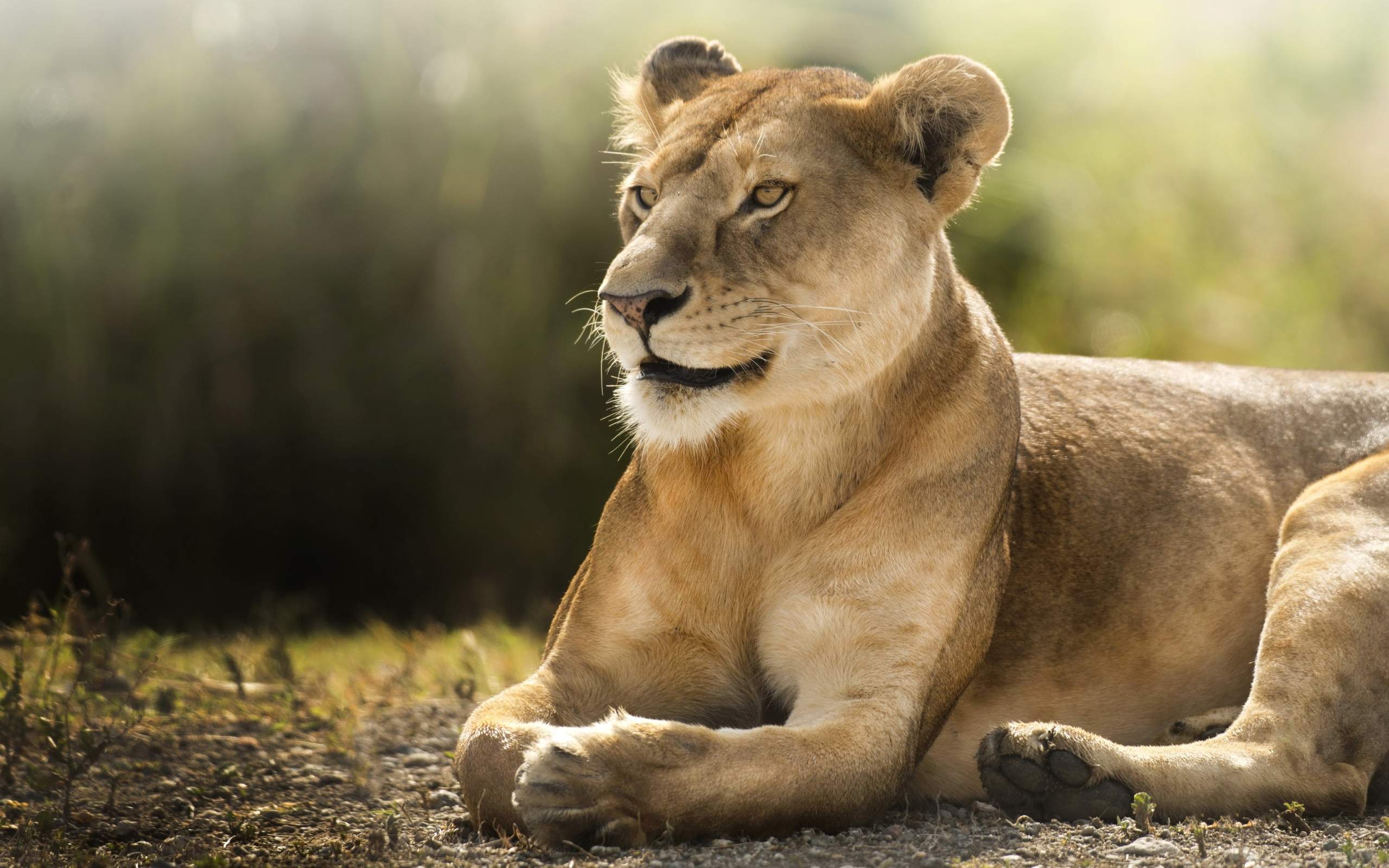 African Lioness HD625688820